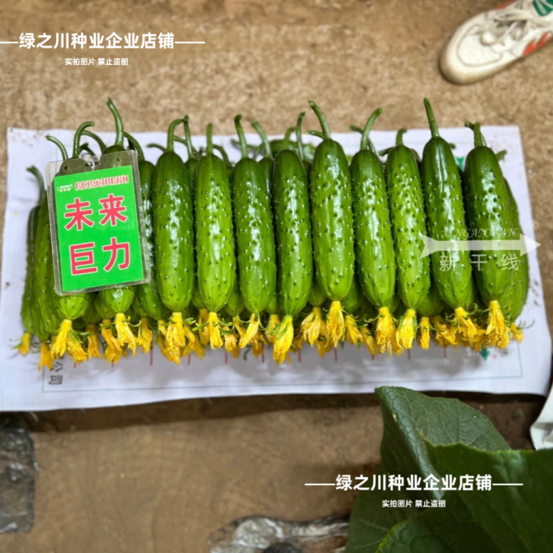 未来巨力黄瓜种子强雌油亮水果黄瓜种子甜脆绿肉耐低温黄瓜