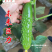 未来巨力黄瓜种子强雌油亮水果黄瓜种子甜脆绿肉耐低温黄瓜