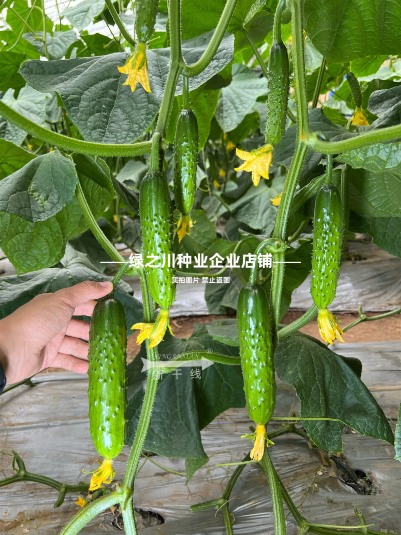 未来巨力黄瓜种子强雌油亮水果黄瓜种子甜脆绿肉耐低温黄瓜