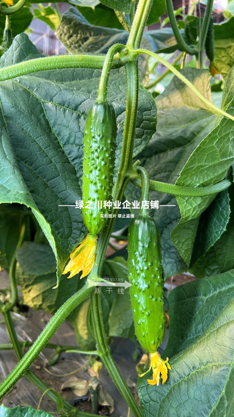 未来巨力黄瓜种子强雌油亮水果黄瓜种子甜脆绿肉耐低温黄瓜