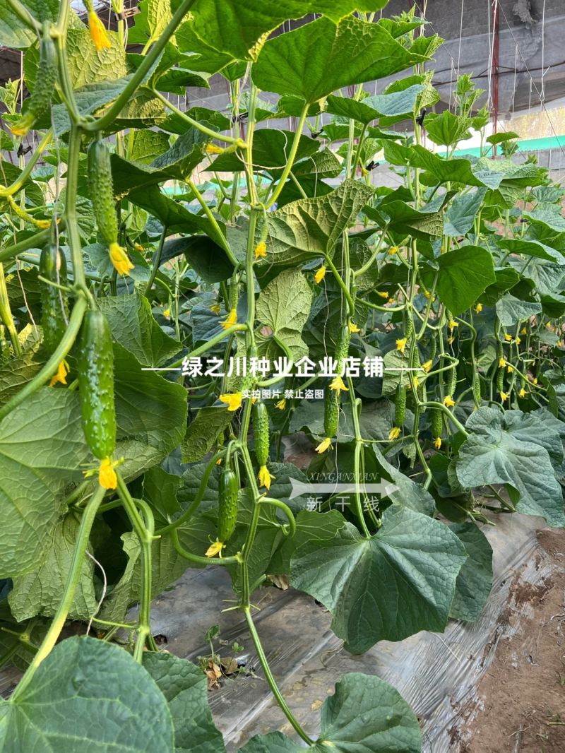 未来巨力黄瓜种子强雌油亮水果黄瓜种子甜脆绿肉耐低温黄瓜