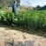 【推荐】优质冰糖柚子苗，2年3年苗，保质保量可视频看货