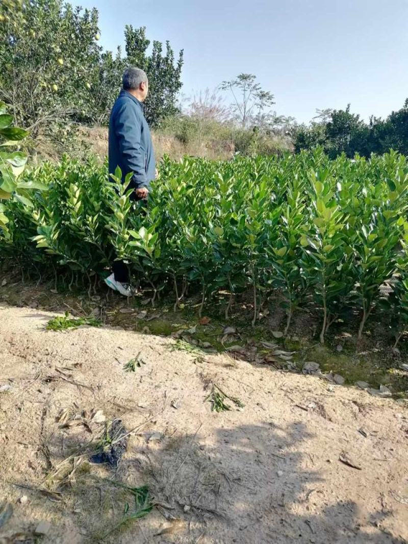 【推荐】优质冰糖柚子苗，2年3年苗，保质保量可视频看货