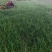 红皮洋葱苗产地自销河西二红洋葱苗百亩种植基地批发