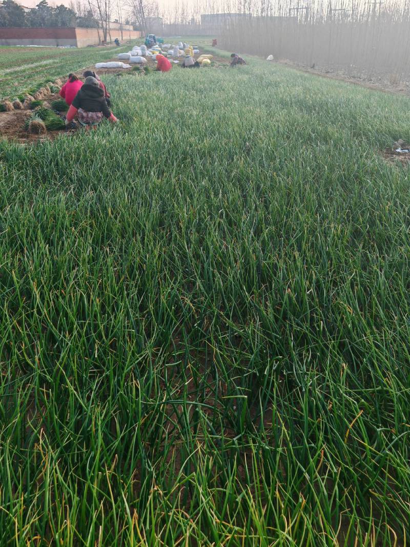 红皮洋葱苗产地自销河西二红洋葱苗百亩种植基地批发