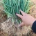 红皮洋葱苗产地自销河西二红洋葱苗百亩种植基地批发