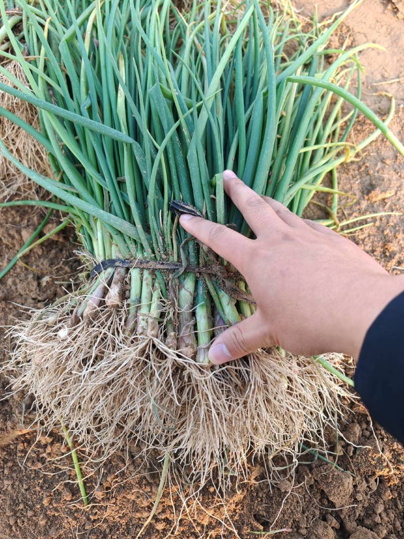 红皮洋葱苗产地自销河西二红洋葱苗百亩种植基地批发