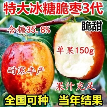 嫁接枣树苗特大耐寒地栽庭院盆栽阳台沾化冬枣明年结果包邮价