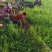 红皮洋葱苗产地自销河西二红洋葱苗百亩种植基地批发