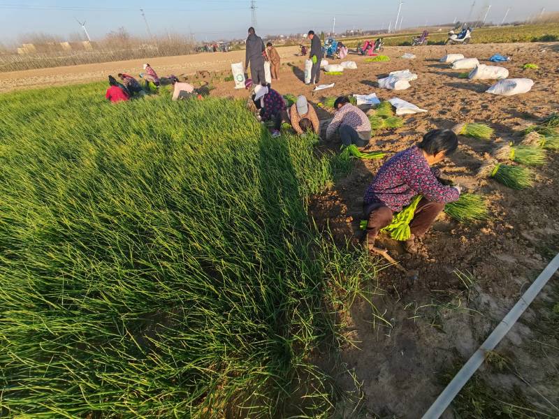红皮洋葱苗产地自销河西二红洋葱苗百亩种植基地批发