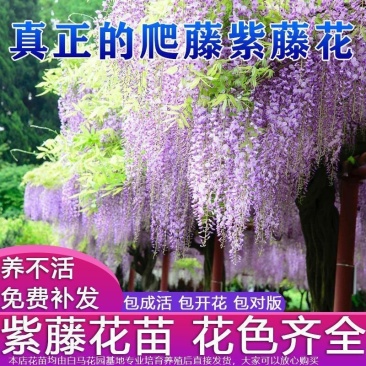 紫藤花树苗紫藤萝爬藤植物花苗老桩四季盆栽开花芳香庭院耐寒