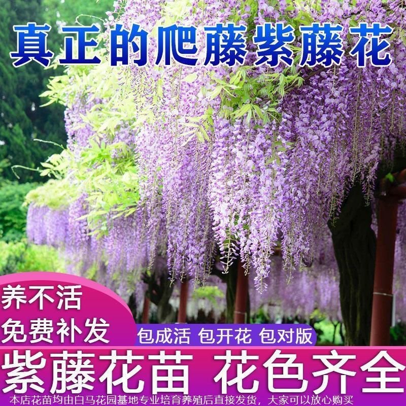 紫藤花树苗紫藤萝爬藤植物花苗老桩四季盆栽开花芳香庭院耐寒