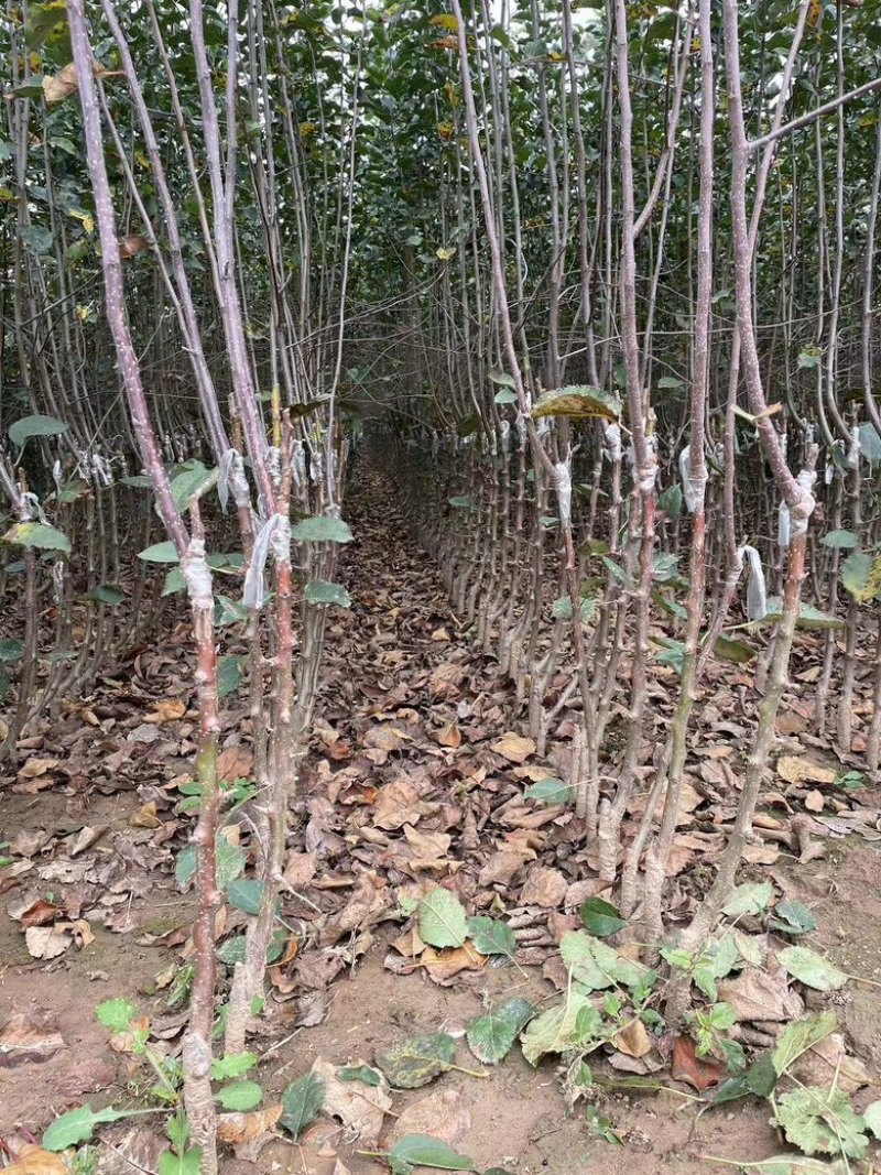 苹果苗苹果苗众成三苹果苗