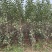 苹果苗苹果苗众成三苹果苗