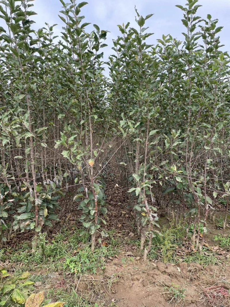苹果苗苹果苗众成三苹果苗