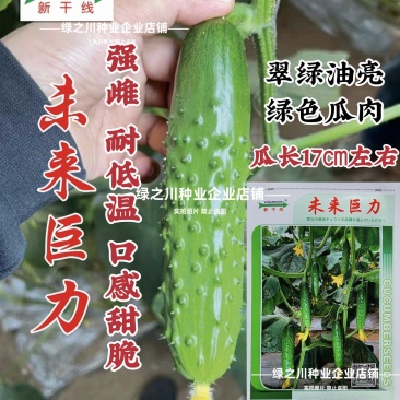 未来巨力水果黄瓜种子甜脆绿肉耐低温强雌油亮黄瓜种子