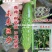 未来巨力水果黄瓜种子甜脆绿肉耐低温强雌油亮黄瓜种子