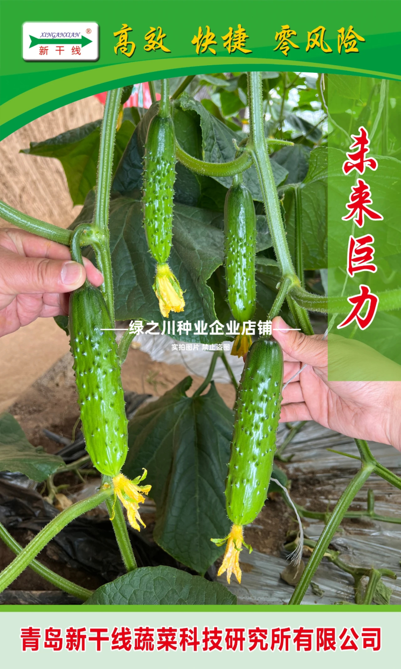 未来巨力水果黄瓜种子甜脆绿肉耐低温强雌油亮黄瓜种子