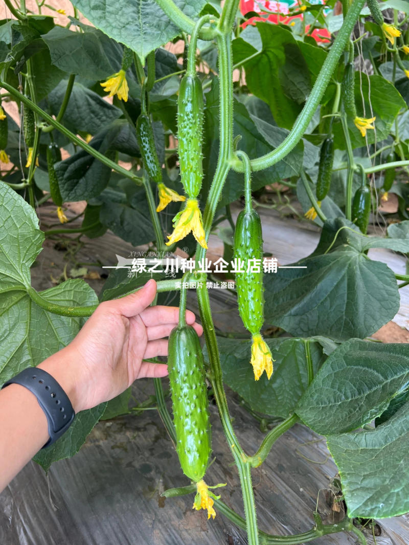 未来巨力水果黄瓜种子甜脆绿肉耐低温强雌油亮黄瓜种子