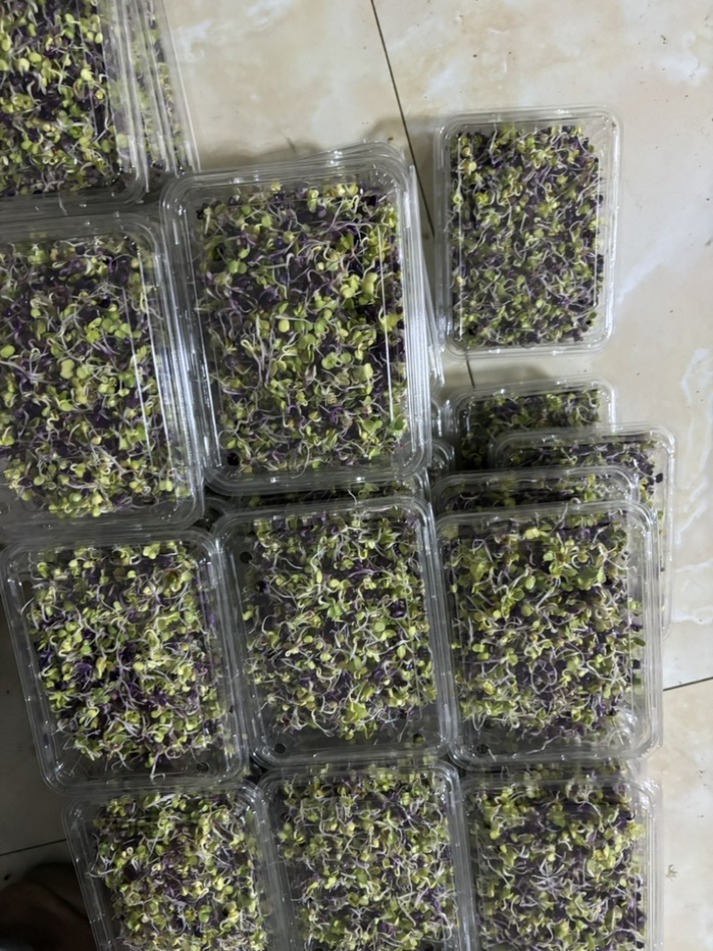 精品菜苗紫菘芽，夏季优选，适用酒店餐饮等