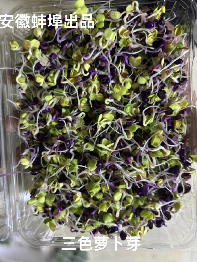 精品菜苗紫菘芽，夏季优选，适用酒店餐饮等