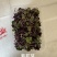 精品菜苗紫菘芽，夏季优选，适用酒店餐饮等