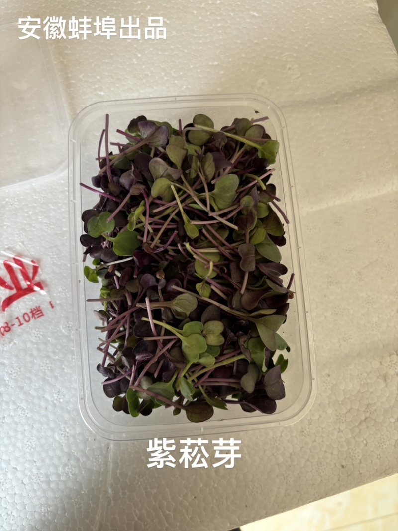 精品菜苗紫菘芽，夏季优选，适用酒店餐饮等