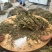 《精》见血清鲜货下单现采量大从优欢迎老板来电咨询可视频