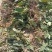 《精》见血清鲜货下单现采量大从优欢迎老板来电咨询可视频