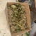 《精》见血清鲜货下单现采量大从优欢迎老板来电咨询可视频