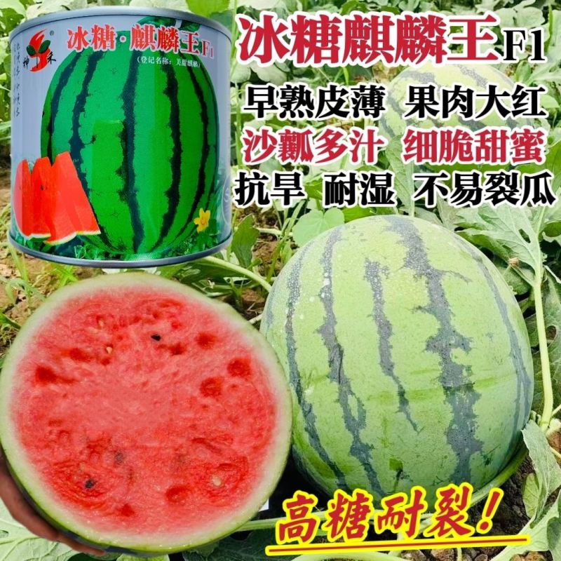 冰糖麒麟王西瓜种子早熟抗病高糖果实圆型果肉大红色沙瓤多