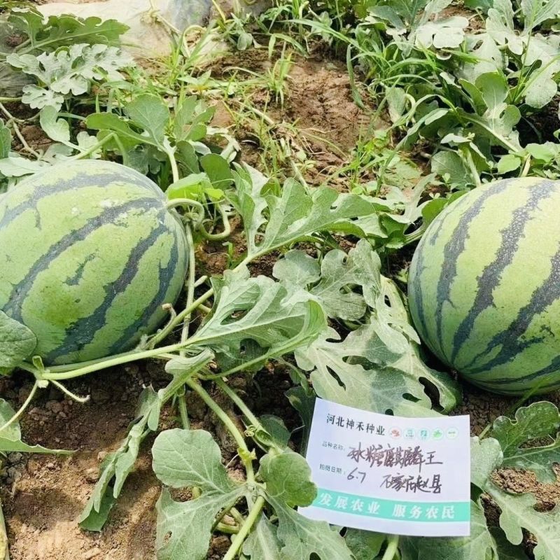 冰糖麒麟王西瓜种子早熟抗病高糖果实圆型果肉大红色沙瓤多