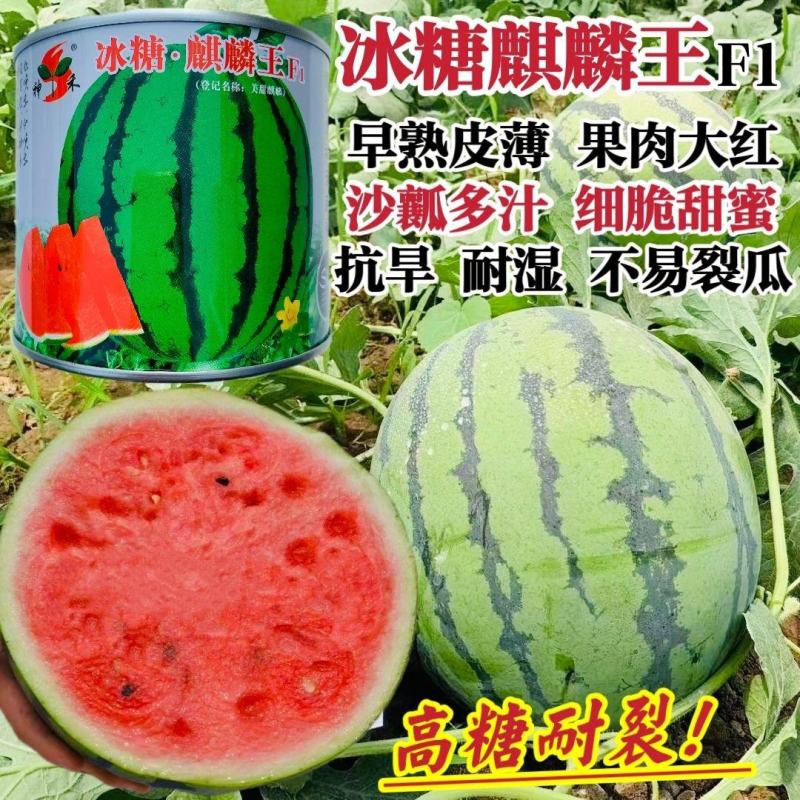 冰糖麒麟王西瓜种子早熟抗病高糖果实圆型果肉大红色沙瓤多