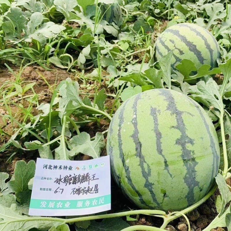 冰糖麒麟王西瓜种子早熟抗病高糖果实圆型果肉大红色沙瓤多