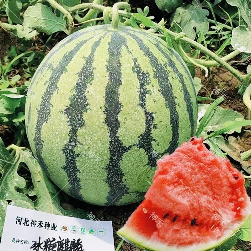 冰糖麒麟王西瓜种子早熟抗病高糖果实圆型果肉大红色沙瓤多