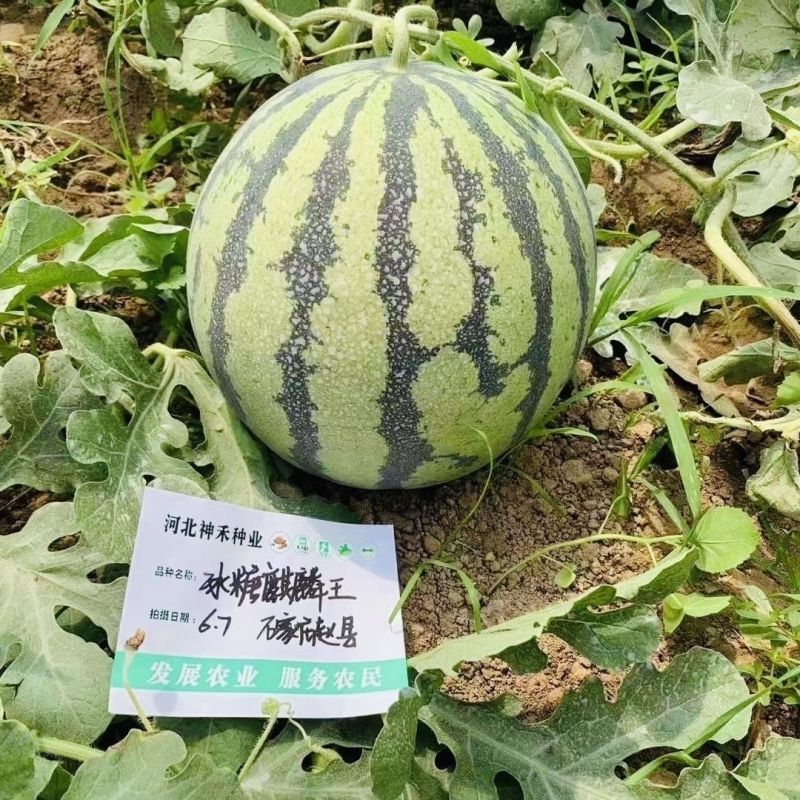 冰糖麒麟王西瓜种子早熟抗病高糖果实圆型果肉大红色沙瓤多