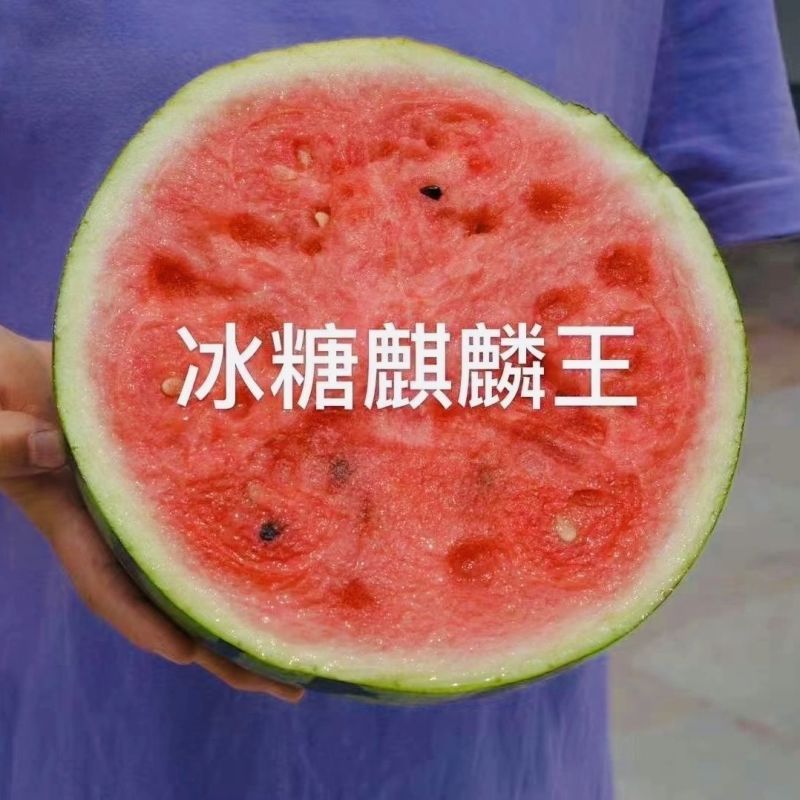 冰糖麒麟王西瓜种子早熟抗病高糖果实圆型果肉大红色沙瓤多