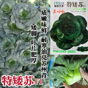 特矮苏矮脚青梗菜种子油亮苏州青种子高产耐寒耐冻黑亮青菜种