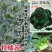 特矮苏矮脚青梗菜种子油亮苏州青种子高产耐寒耐冻黑亮青菜种
