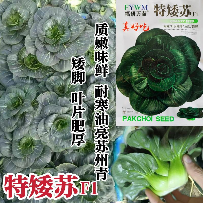 特矮苏矮脚青梗菜种子油亮苏州青种子高产耐寒耐冻黑亮青菜种