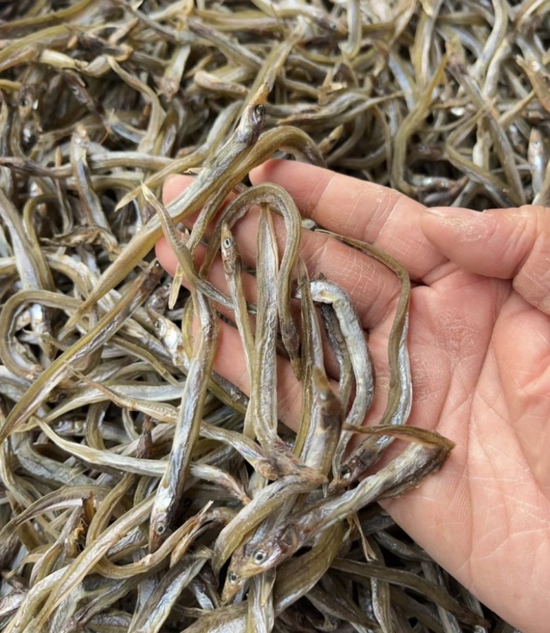 银针鱼地摊电商批发鱼干干鱼干银针鱼银针鱼干