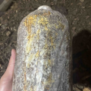 毛慈菇育苗高密菌