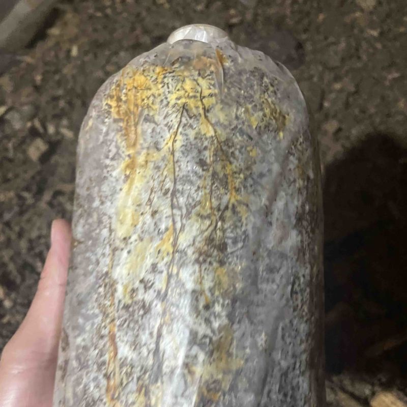毛慈菇育苗高密菌
