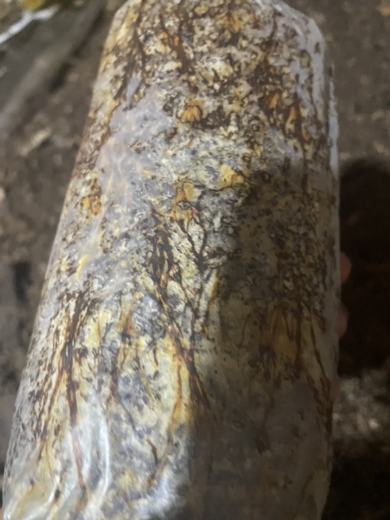 毛慈菇育苗高密菌