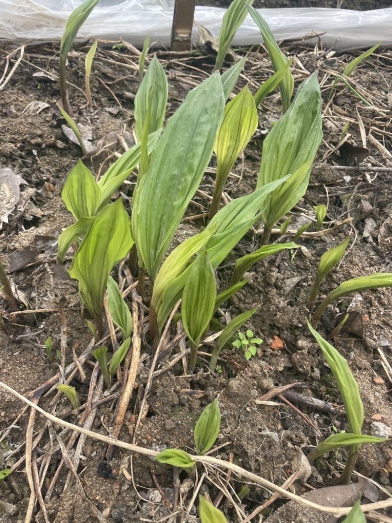 毛慈菇育苗高密菌