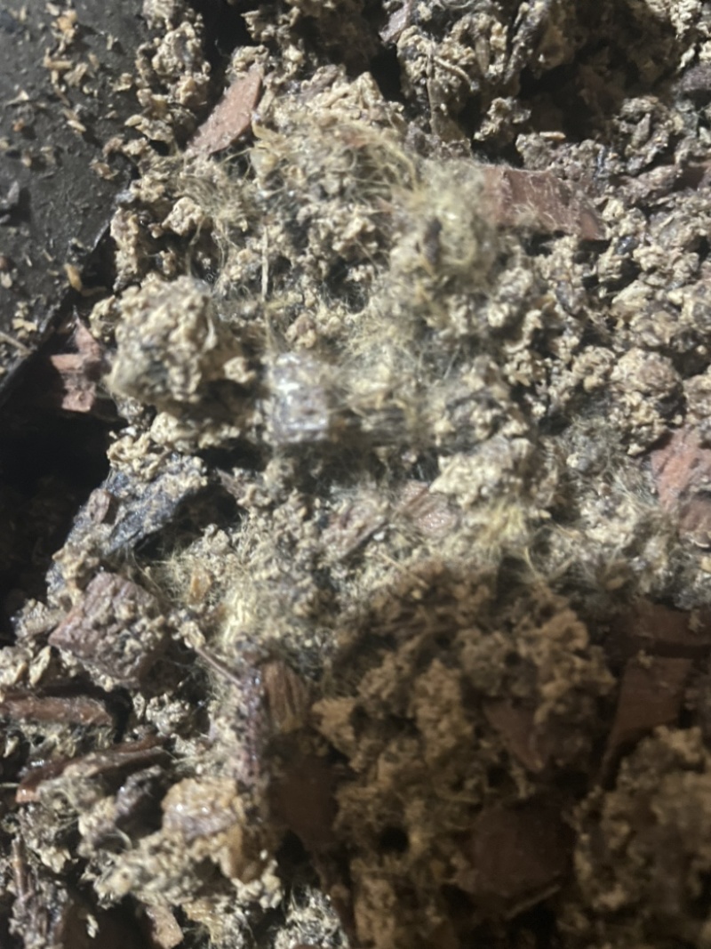 毛慈菇育苗高密菌