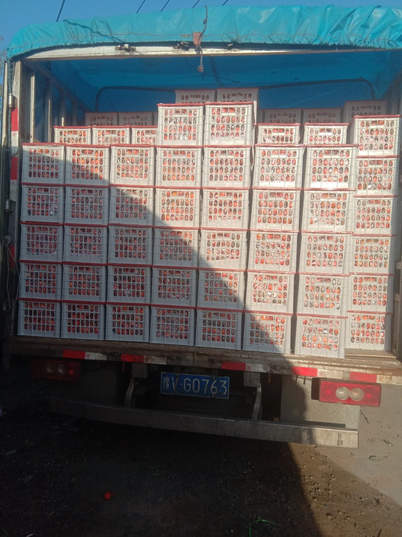 大量供应吊红柿子火罐柿大量上市，对接各大市场商超电商平台
