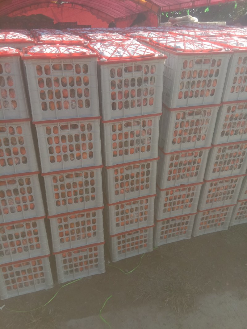 大量供应吊红柿子火罐柿大量上市，对接各大市场商超电商平台