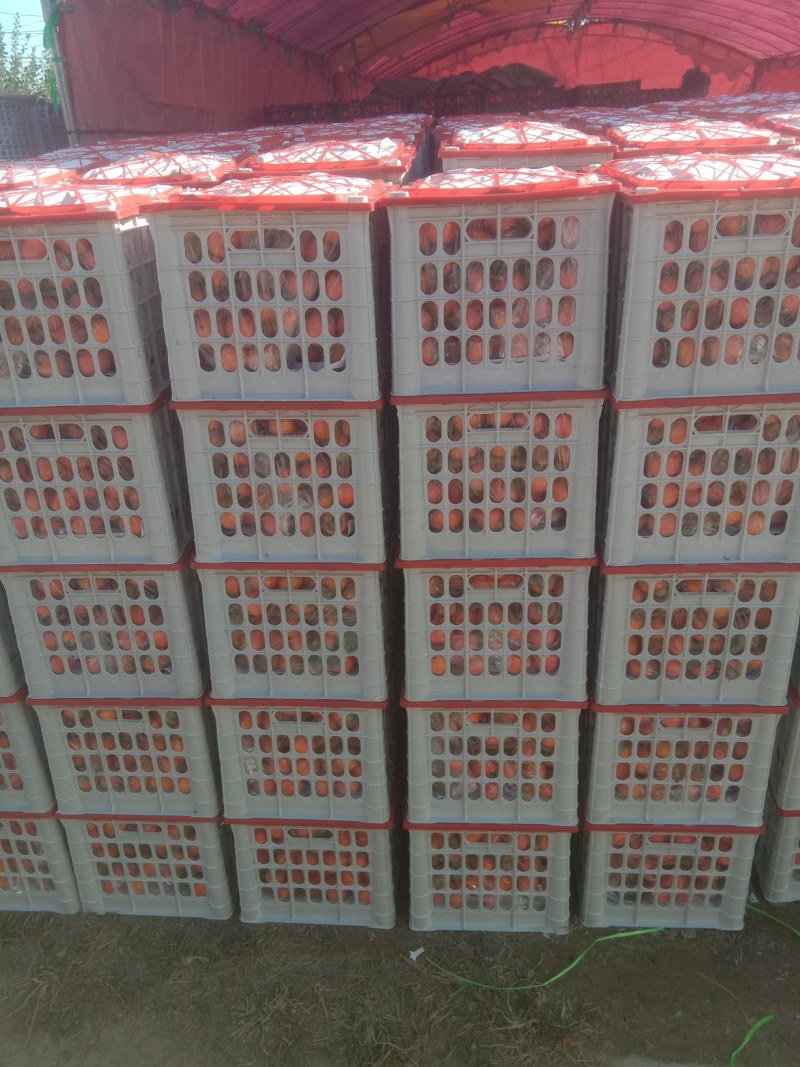 大量供应吊红柿子火罐柿大量上市，对接各大市场商超电商平台
