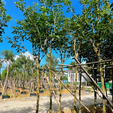 黄花风铃木米径5公分-6公分产地直供欢迎前来咨询